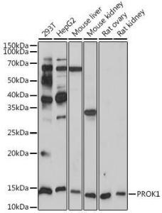 Antibody A307688-100 100 µl