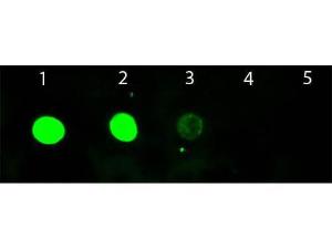 Goat IgG (H/L) antibody fluorE