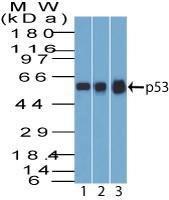 Western blot analysis of (Lane 1) A431 cell line lysate, (2) MCF7 cell line lysate, and (Lane 3) HEK293 cell line lysate using Anti-p53 Antibody [BP53-12]