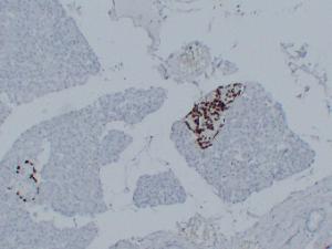 Immunohistochemical analysis of paraffin-embedded human Pancreas using Anti-Glucagon Antibody