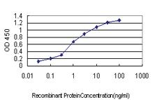 Anti-NCK1 Mouse Monoclonal Antibody [clone: 1A1]