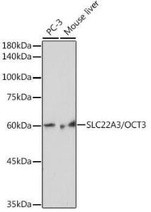 Antibody A305965-100 100 µl