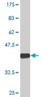 Anti-SV2C Mouse Monoclonal Antibody [clone: 3D8]