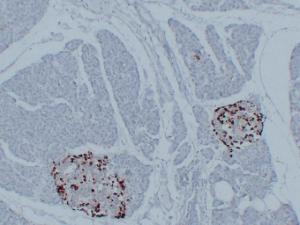 Immunohistochemical analysis of paraffin-embedded human Pancreas using Anti-Glucagon Antibody