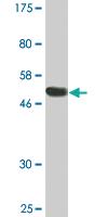 Anti-RGS18 Mouse Monoclonal Antibody [clone: 1G12]