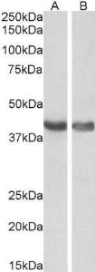 Anti-HEXIM1 Antibody (A84138) (0.1 µg/ml) staining of Human (A) and Mouse (B) Heart lysates (35 µg protein in RIPA buffer). Detected by chemiluminescence