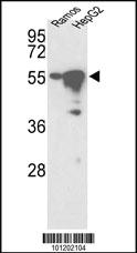 Anti-STK25 Rabbit Polyclonal Antibody