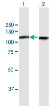 Anti-NCL Mouse Polyclonal Antibody