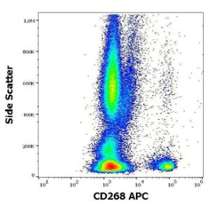 Anti-CD268 antibody