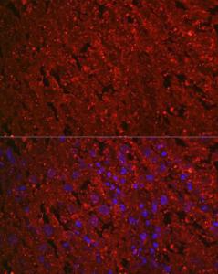 Antibody A307688-100 100 µl