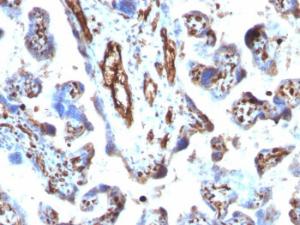 Immunohistochemical analysis of formalin-fixed, paraffin-embedded human placenta using Anti-Moesin Antibody [MSN/491]