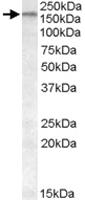 Anti-ABCA9 Goat Polyclonal Antibody