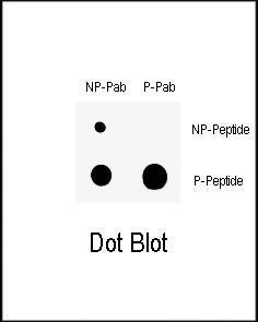 Anti-WEE1 Rabbit Polyclonal Antibody (APC (Allophycocyanin))