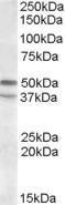 Antibody anti-HTR7 100 µg