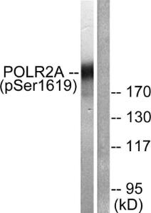 Western blot analysis of lysates from COS7 cells treated with EGF 200ng/ml 30' using Anti-POLR2A (phospho Ser1619) Antibody. The right hand lane represents a negative control, where the antibody is blocked by the immunising peptide