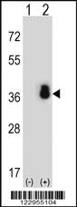 Anti-CASS4 Rabbit Polyclonal Antibody