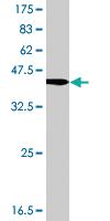 Anti-CYTL1 Mouse Polyclonal Antibody