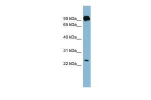 Anti-PRRG1 Rabbit Polyclonal Antibody