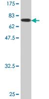 Anti-FH Mouse Monoclonal Antibody [clone: 5D4]