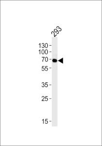 Anti-FYN Mouse Monoclonal Antibody [clone: 1302CT390.118.237]