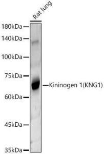 Western blot analysis of Rat lung, using Anti-Kininogen 1 Antibody (A11469) at 1:400 dilution. The secondary antibody was Goat Anti-Rabbit IgG H&L Antibody (HRP) at 1:10,000 dilution.