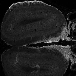 Anti-NCAM2 Antibody (A84144) (0.5µg/ml) 24h-staining of PFA-perfused cryosection of Mouse Olfactory bub. Antigen retrieval with methanol (-20C, 10min) followed by 1% SDS(10min), IF-staning.