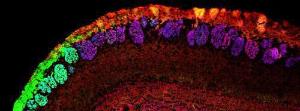 Anti-NCAM2 Antibody (A84144) (0.5µg/ml) 48h-staining of PFA-perfused cryosection of Mouse Olfactory bulb. Antigen retrieval with citrate buffer pH 6 at 95C for 10min, IF-staning for NCAM2 (red), VGLUT2 (blue) and NQO1 (green).