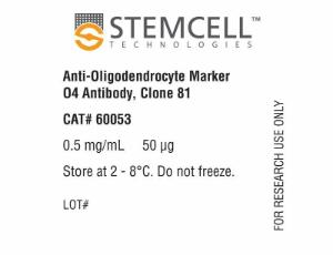 Anti-Oligodendrocyte Marker O4 antibody, spectrum 81