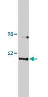 Anti-NOTUM Rabbit Polyclonal Antibody