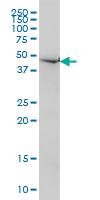 Anti-NDN Mouse Monoclonal Antibody [clone: 1B3]