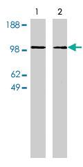 Anti-NSMAF Rabbit Polyclonal Antibody