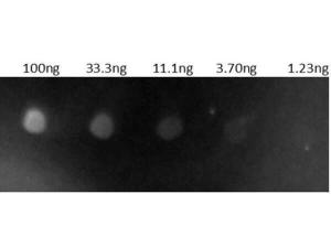 Goat-A-human IgG (H+L) 2 mg