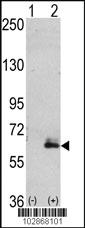 Anti-MAP2 Rabbit Polyclonal Antibody