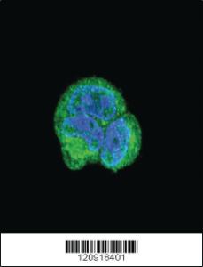 Anti-ZSWIM5 Rabbit Polyclonal Antibody