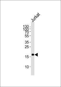 Anti-MAFK Mouse Monoclonal Antibody [clone: 1328CT786.105.125]