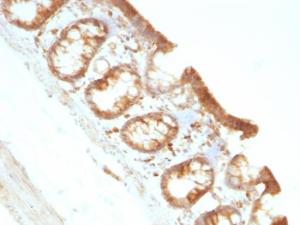 Immunohistochemical analysis of formalin-fixed, paraffin-embedded rat colon using Anti-Moesin Antibody [MSN/491]