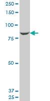 Anti-MAN1B1 Mouse Monoclonal Antibody [clone: 6B1]