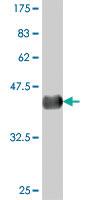 Anti-SOX13 Mouse Polyclonal Antibody