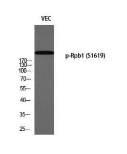 Western blot analysis of VEC using Anti-POLR2A (phospho Ser1619) Antibody