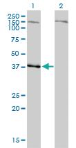 Anti-NDN Mouse Monoclonal Antibody [clone: 1B3]