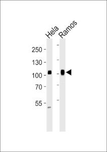 Anti-SP1 Mouse Monoclonal Antibody [clone: 1326CT463.109.176]