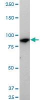 Anti-MAN1B1 Mouse Monoclonal Antibody [clone: 6B1]