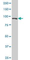 Anti-TCEB3 Mouse Monoclonal Antibody [clone: 1F3]