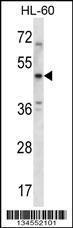 Anti-HTR1B Rabbit Polyclonal Antibody (HRP (Horseradish Peroxidase))