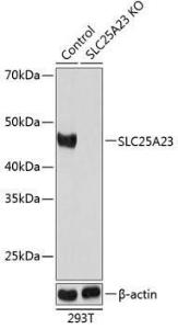 Western blot analysis of extracts from normal (control) and SLC25A23 knockout (KO) 293T cells, using Anti-SLC25A23 Antibody (A307690) at 1:1,000 dilution