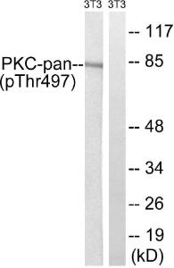 Western blot analysis of lysates from NIH/3T3 cells treated with PMA 250ng/ml 15' using Anti-PKC-pan (phospho Thr497) Antibody. The right hand lane represents a negative control, where the antibody is blocked by the immunising peptide.