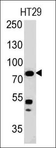 Western blot analysis of HT29 cell lysate using Anti-Moesin Antibody [MSN/491]