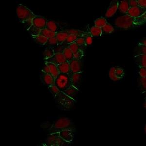 Immunofluorescent analysis of methanol fixed MCF-7 cells stained with Anti-E Cadherin Antibody [4A2] followed by Goat Anti-Mouse IgG (CF&#174; 488) (Green) Nuclear counterstain is RedDot