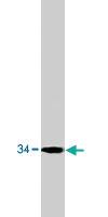 Anti-GPR68 Rabbit Polyclonal Antibody