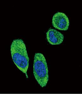 Anti-SFN Rabbit Polyclonal Antibody (APC (Allophycocyanin))